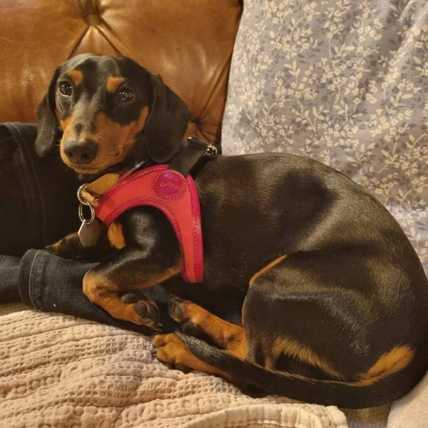 Review for Luxury Leather Dog Harness - Red