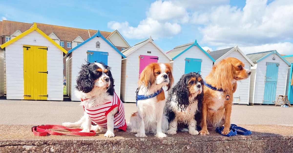 How to choose the best dog lead