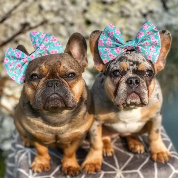 Dog Bow Tie "Blossom Chic" - Image 4