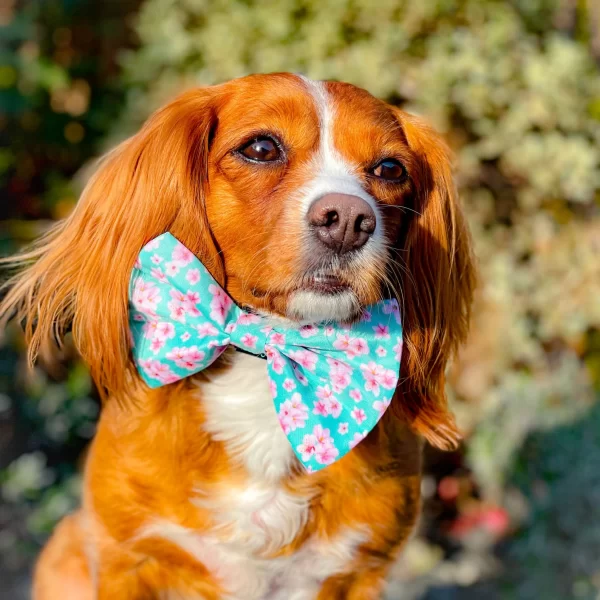 dog bow tie on Lulu