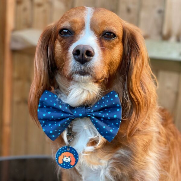 Dog Bow Tie "Dotty for You" - Blue - Image 3