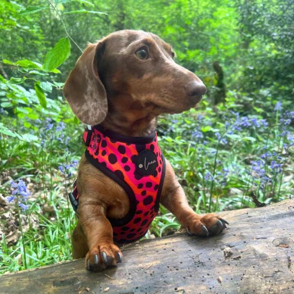 Adjustable harness, animal print, pink, orange, blqack polka dots, the wild one