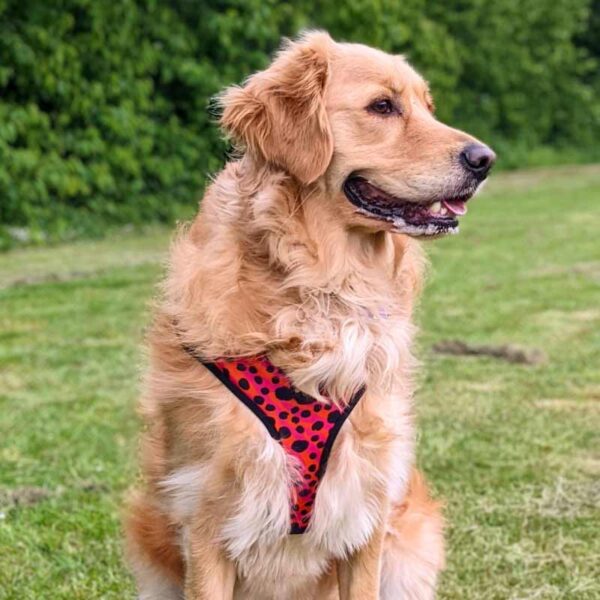 Adjustable harness, animal print, pink, orange, blqack polka dots, the wild one