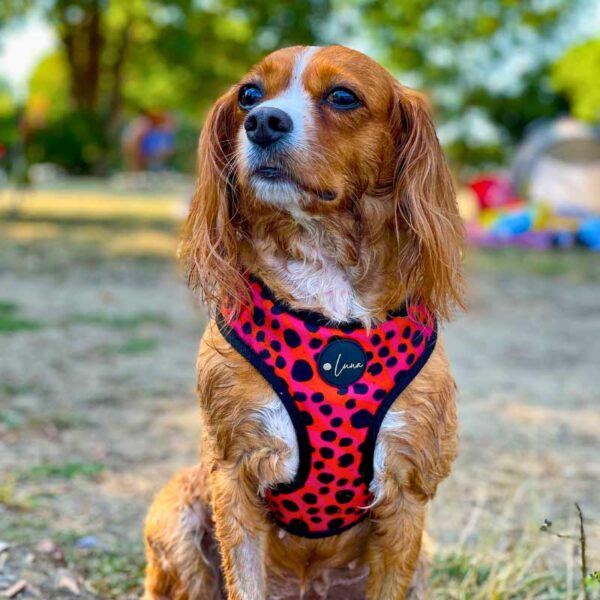 Adjustable harness, animal print, pink, orange, blqack polka dots, the wild one