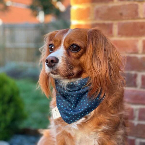 Dog bandana - dotty for you blue