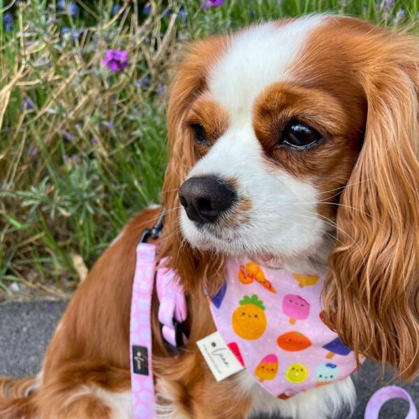 Summer dog bandana, Tropical Party