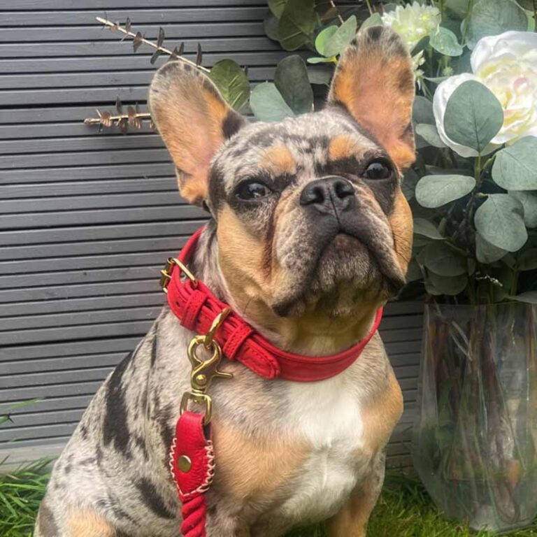 Luxury Leather Dog Collar - Red