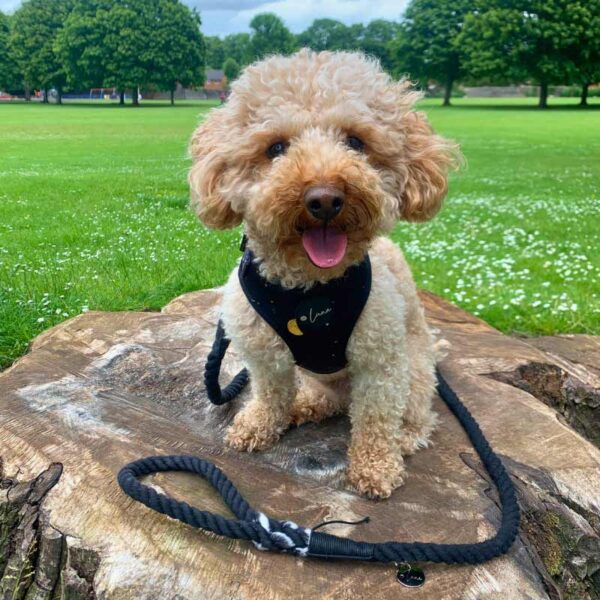 Cotton Rope dog lead, black marble
