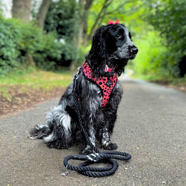 Cotton Rope dog lead, black marble