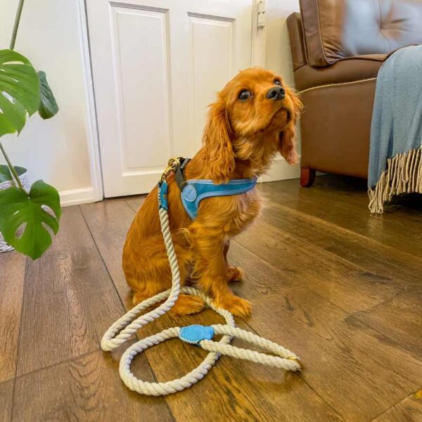Blue & Grey cotton rope dog lead with luxury leather accents