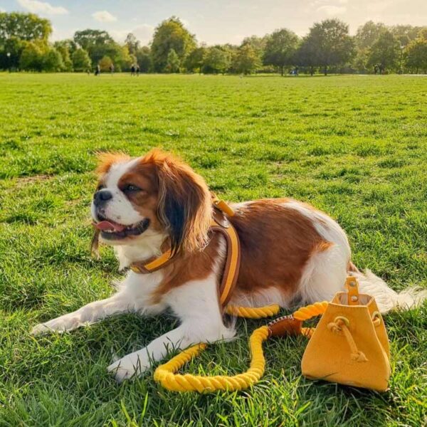 Yellow luxury leather dog accessories - harness, lead and treat bag