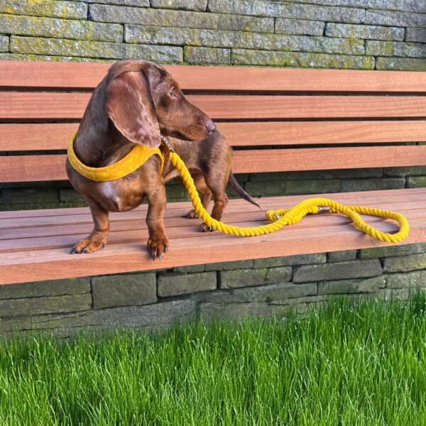 Yellow cotton rope dog lead with luxury leather accents