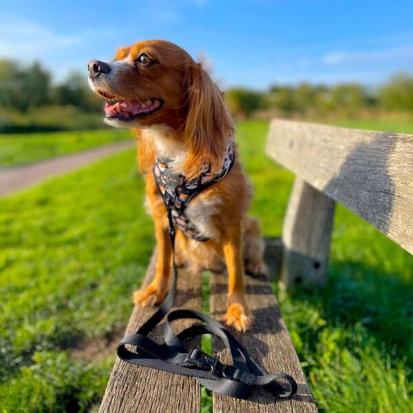 Essential black dog lead, Neoprene