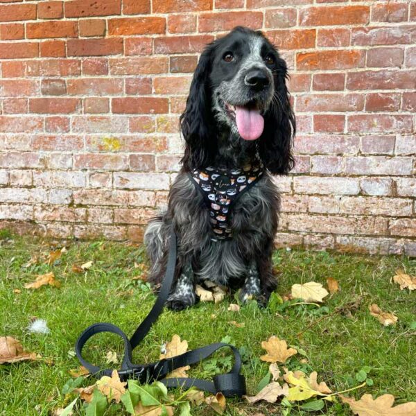 Essential black dog lead, Neoprene