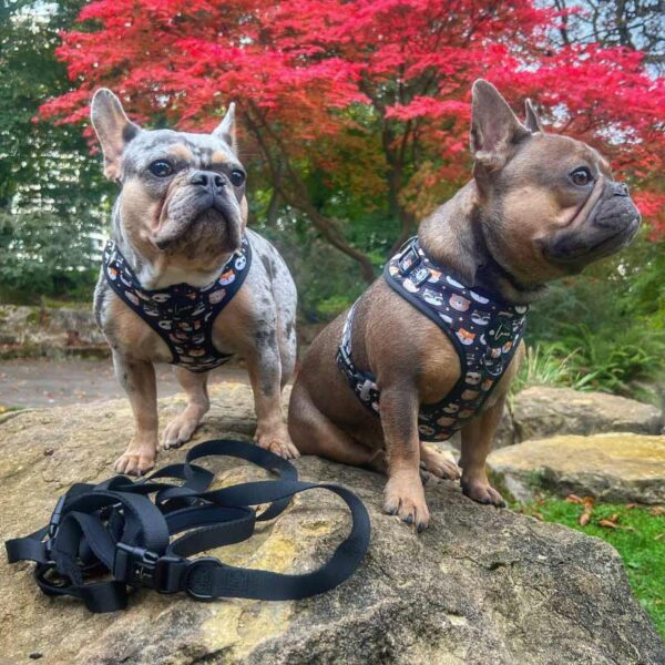 Essential black dog lead, Neoprene