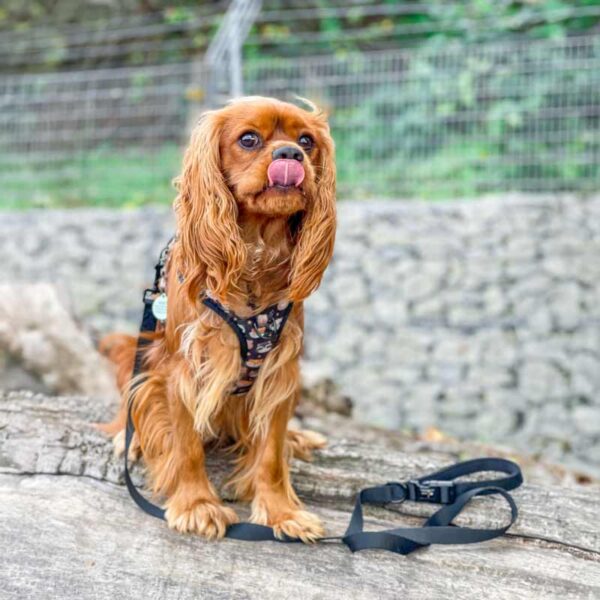Essential black dog lead, Neoprene