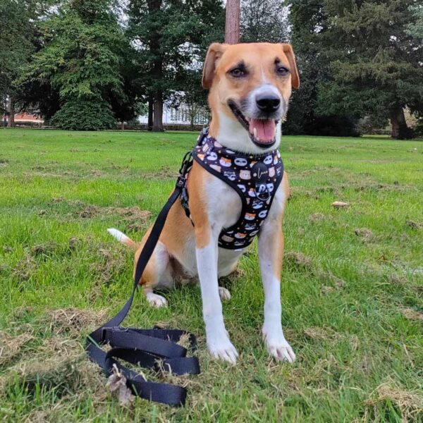 Essential black dog lead, Neoprene