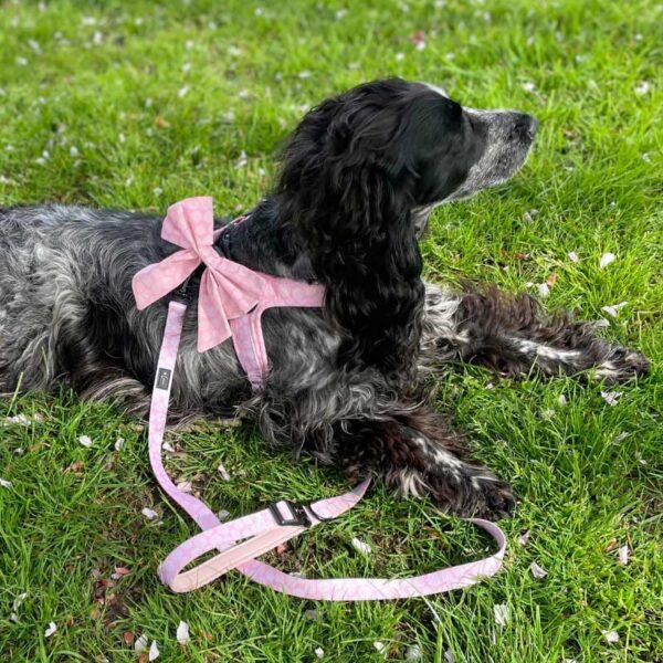 Neoprene dog lead Dotty For You pink