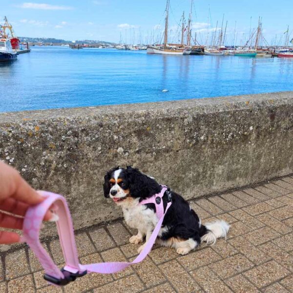 Neoprene dog lead Dotty For You pink