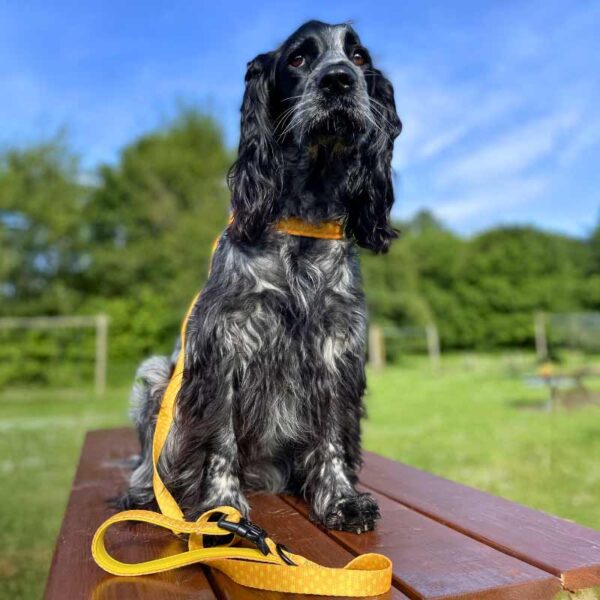 Neoprene dog lead Dotty For You yellow
