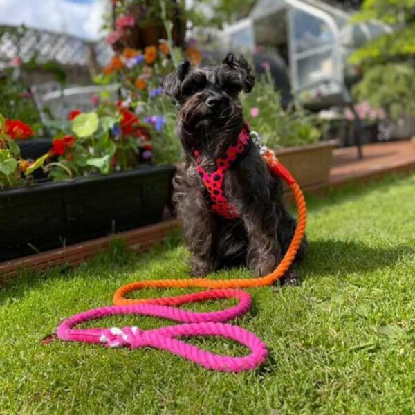 Cotton Rope dog lead, pink & orange ombre
