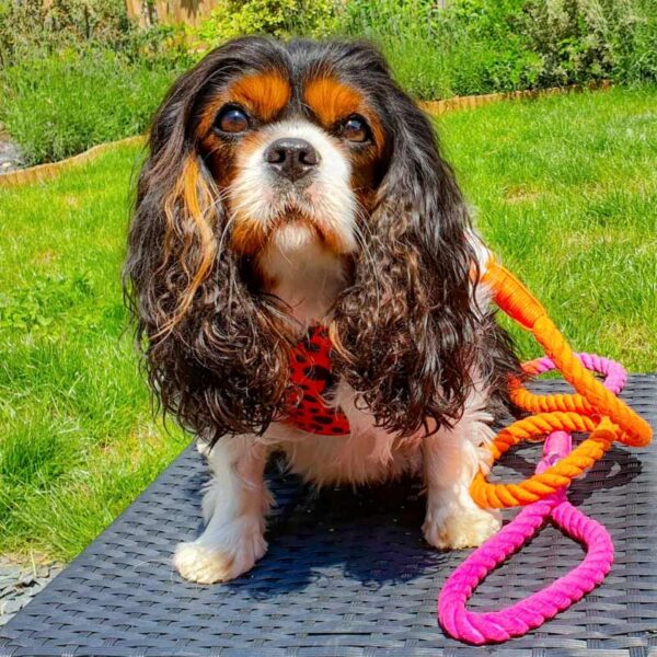 Cotton Rope dog lead, pink & orange ombre