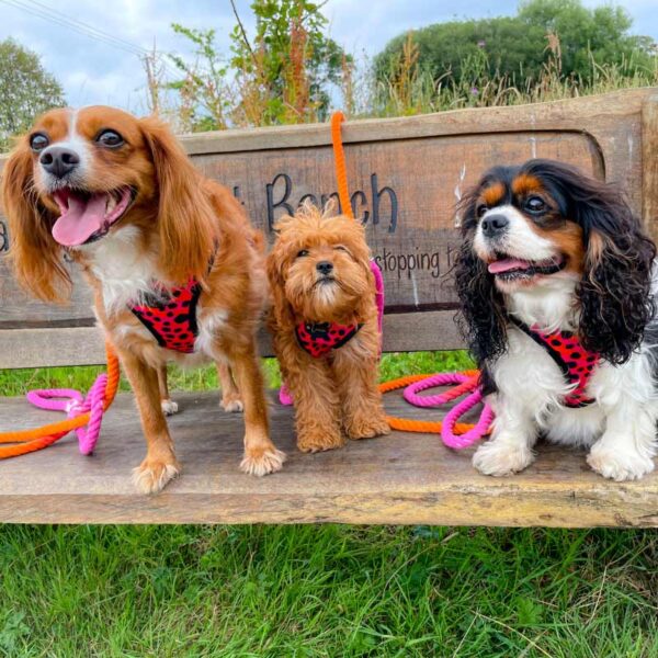 Cotton Rope dog lead, pink & orange ombre
