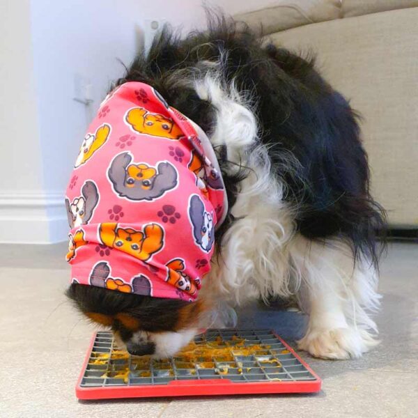 Cavalier dog snood in pink