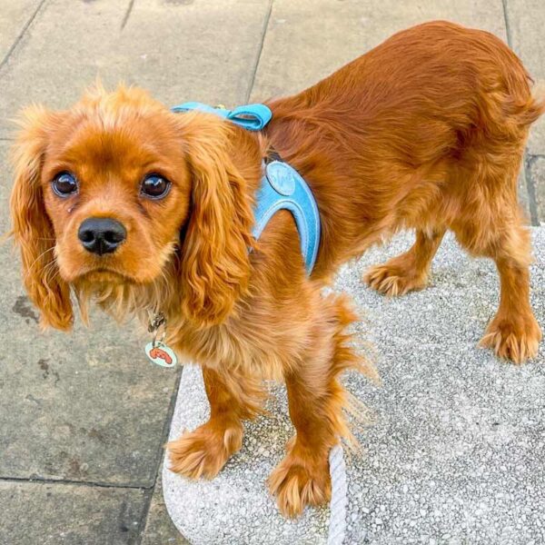 Luxury leather harness, blue