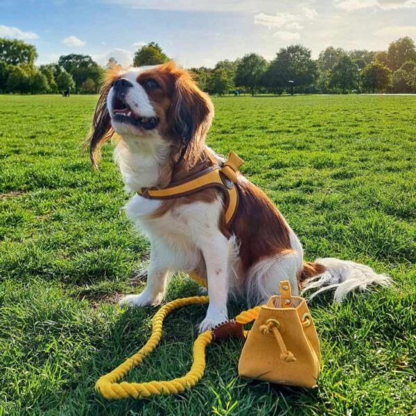 Luxury leather harness, yellow