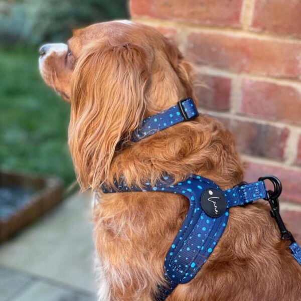 Step-in dog harness blue