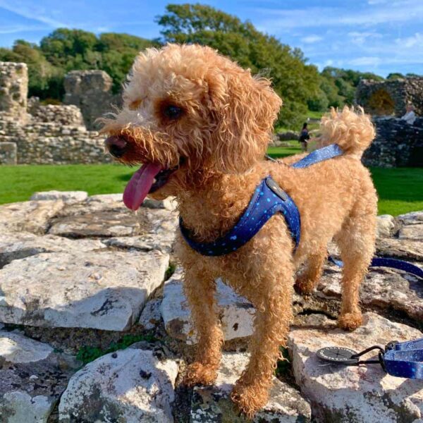 Step-in dog harness blue