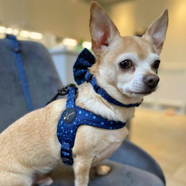 Step-in dog harness blue