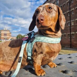 Step-in dog harness green