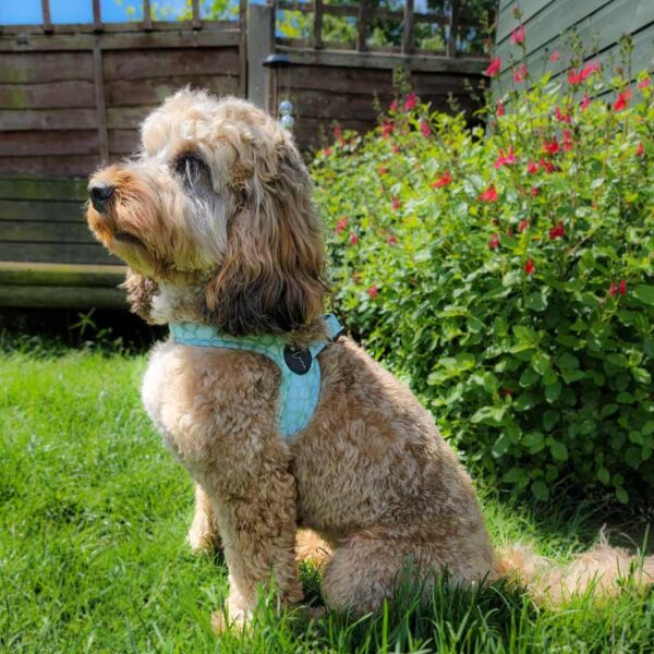Step-in dog harness green