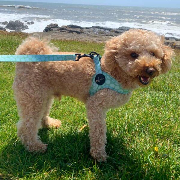 Step-in dog harness green