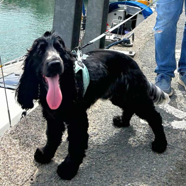 Step-in dog harness green