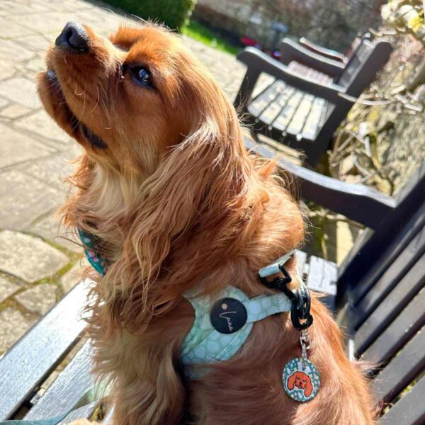 Step-in dog harness green