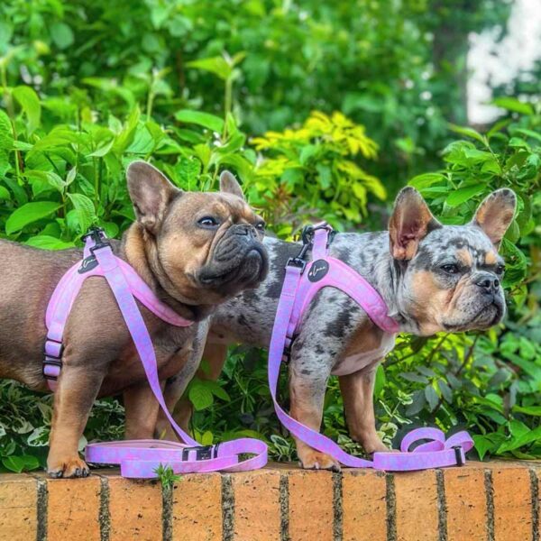 Step-in dog harness pink