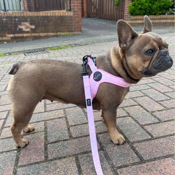 Step-in dog harness pink