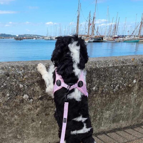 Step-in dog harness pink