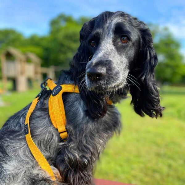 Step-in dog harness yellow