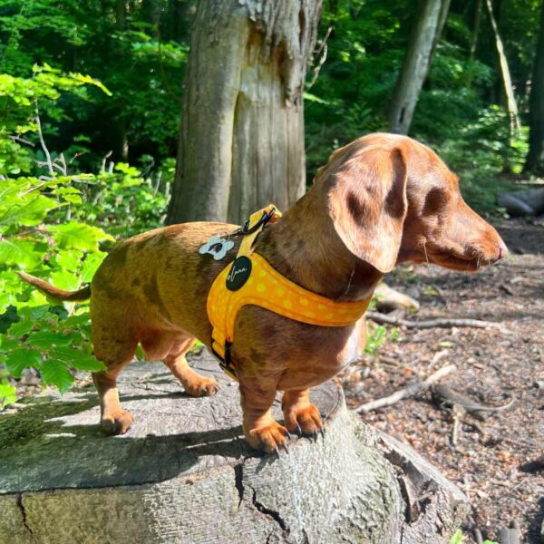 Step-in dog harness yellow