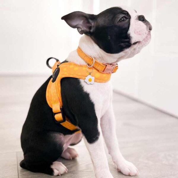 Step-in dog harness yellow