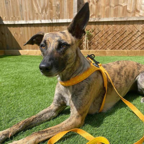 Step-in dog harness yellow