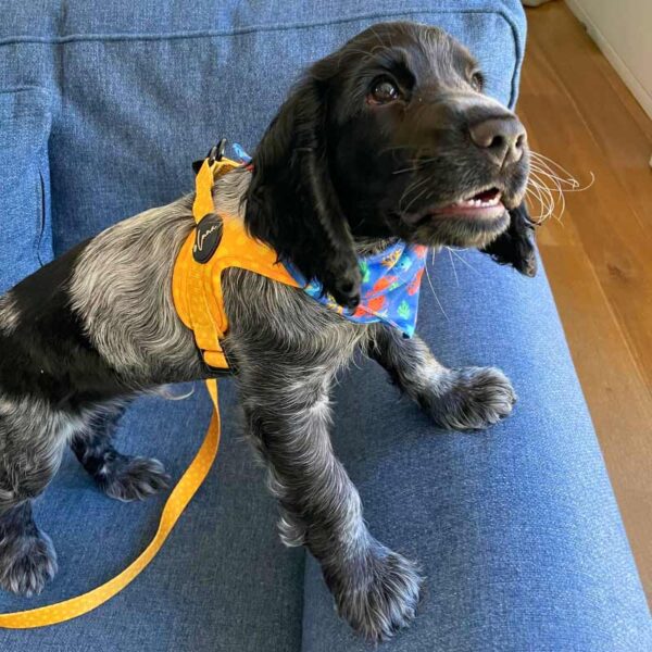 Step-in dog harness yellow