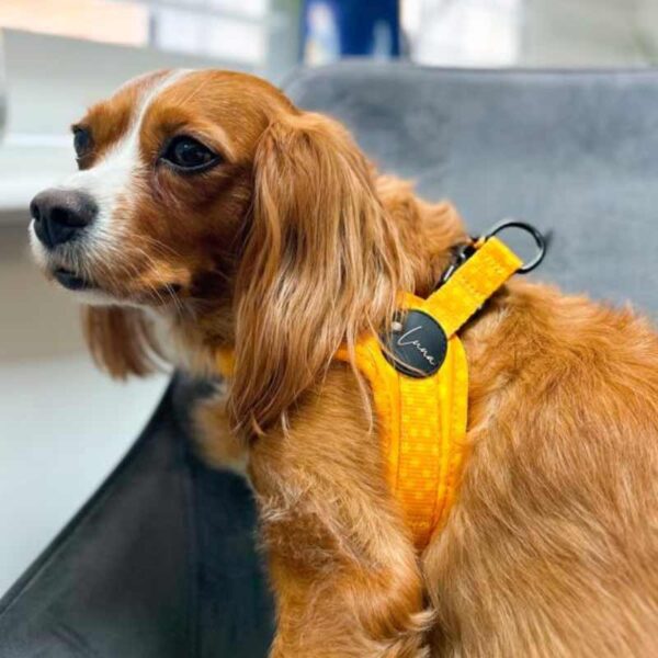 Step-in dog harness yellow