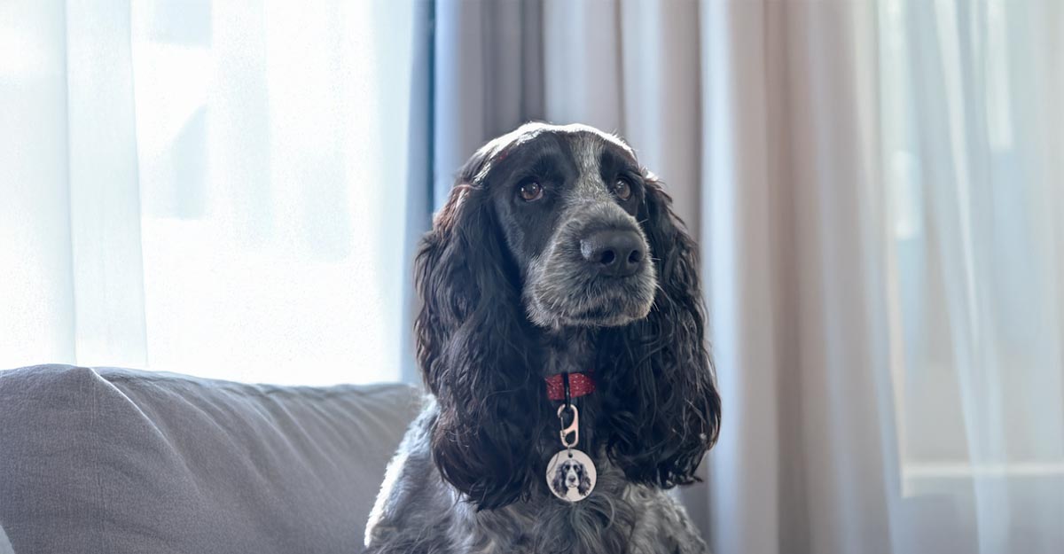 UK dog tag law