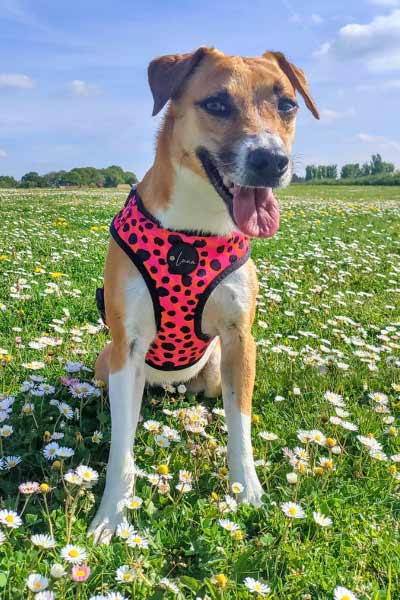 neck and chest adjustable over the head dog harness