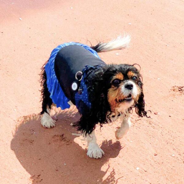 Blue tie dye dog dress